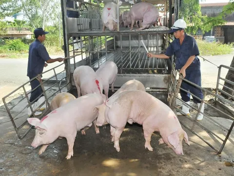 Giá heo hơi hôm nay 5/7: Dự kiến đi ngang sau ngày tăng nhẹ