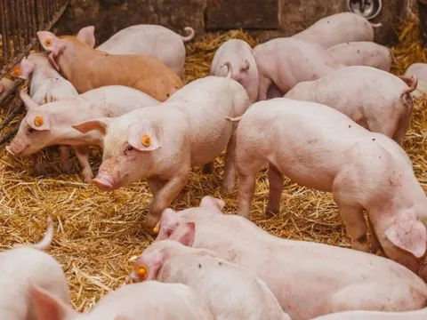 Giá heo hơi hôm nay 7/7: Dự kiến đi ngang sau ngày tăng giá mạnh