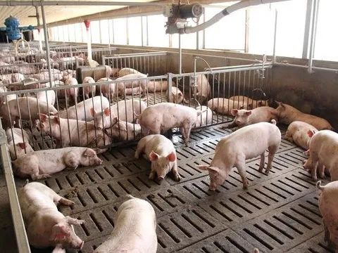 Giá heo hơi hôm nay 8/7: Đi ngang sau tuần tăng giá mạnh