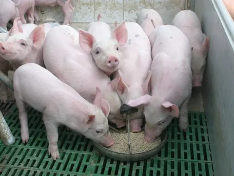 Giá heo hơi hôm nay 13/7: Có thể tăng nhẹ sau nhiều người giữ giá?