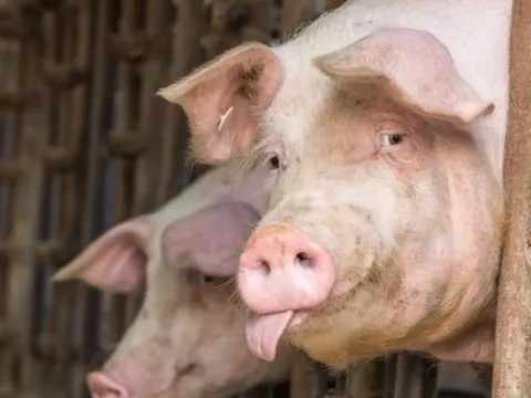 Giá heo hơi hôm nay 14/7: Giá heo hơi có thể chạm ngưỡng 70.000 đồng/kg