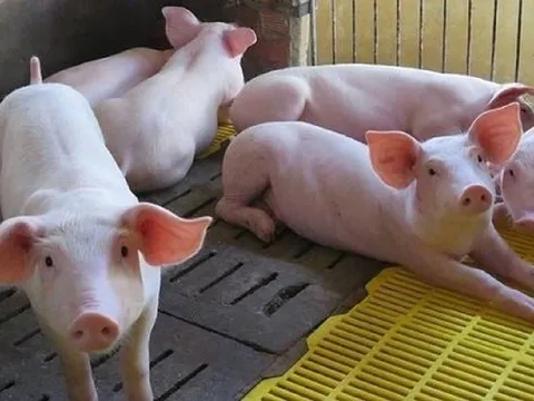 Giá heo hơi hôm nay 19/7: Tiếp tục đi ngang sau chuỗi ngày ít biến động