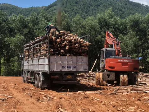 Thừa Thiên Huế:  Chính quyền làm ngơ cho trạm cân thu mua gỗ không phép