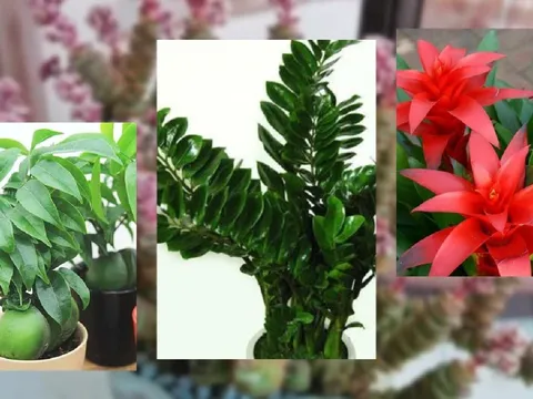 5 loại cây giá vài chục nghìn nhưng giúp chiêu tài, hút lộc, mang lại may mắn cho gia chủ