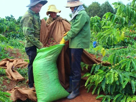 Ngược xu hướng thế giới, giá cà phê Việt Nam tăng mạnh