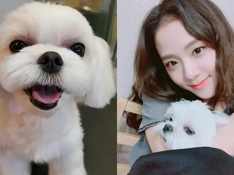 Jisoo được Dior 'sủng lên trời': Đến chó cưng của nàng đại sứ cũng có quà đắt đỏ vào ngày sinh nhật