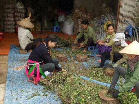 Kỳ 5: Bí quyết biến các vị thuốc trị tiểu đường thành "thần dược" của lương y núi Tản
